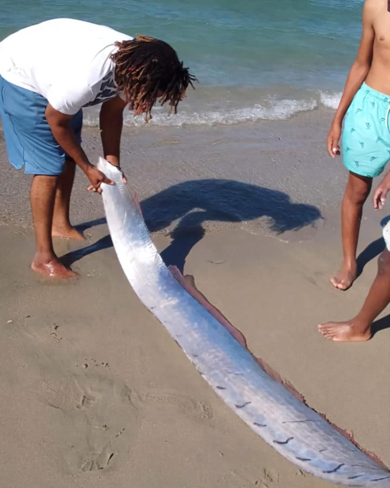 Riemenfisch In Monte Cristi Gefunden: Vorbote Eines Erdbebens Oder ...